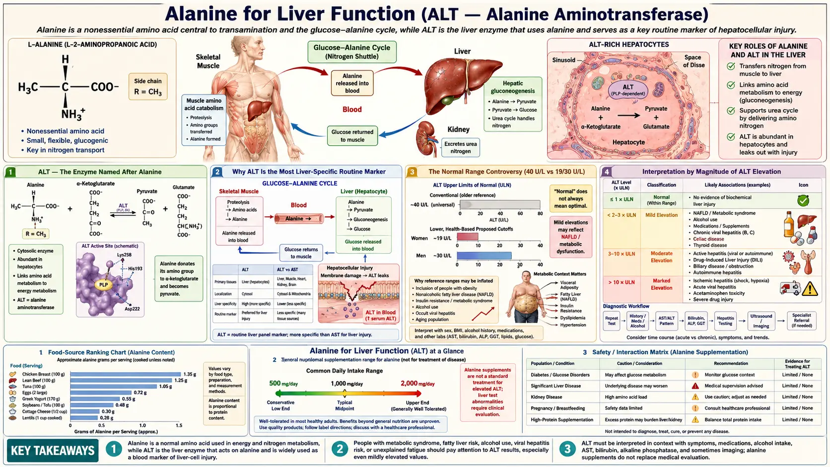 Liver Function — scientific infographic poster