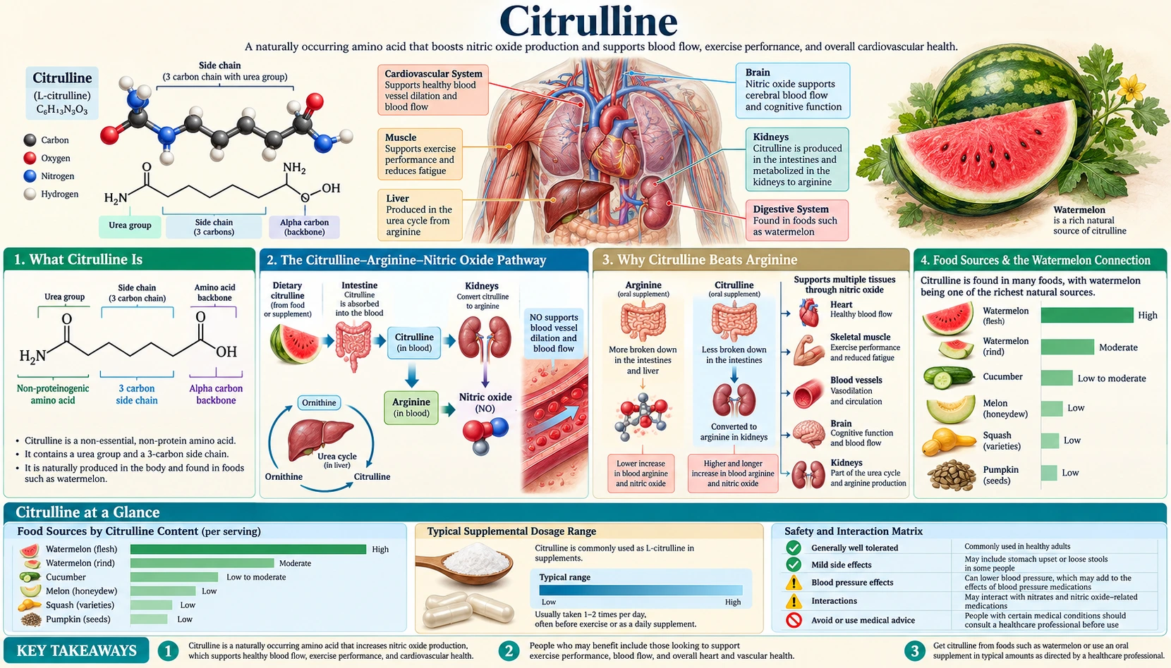 Citrulline — scientific infographic poster