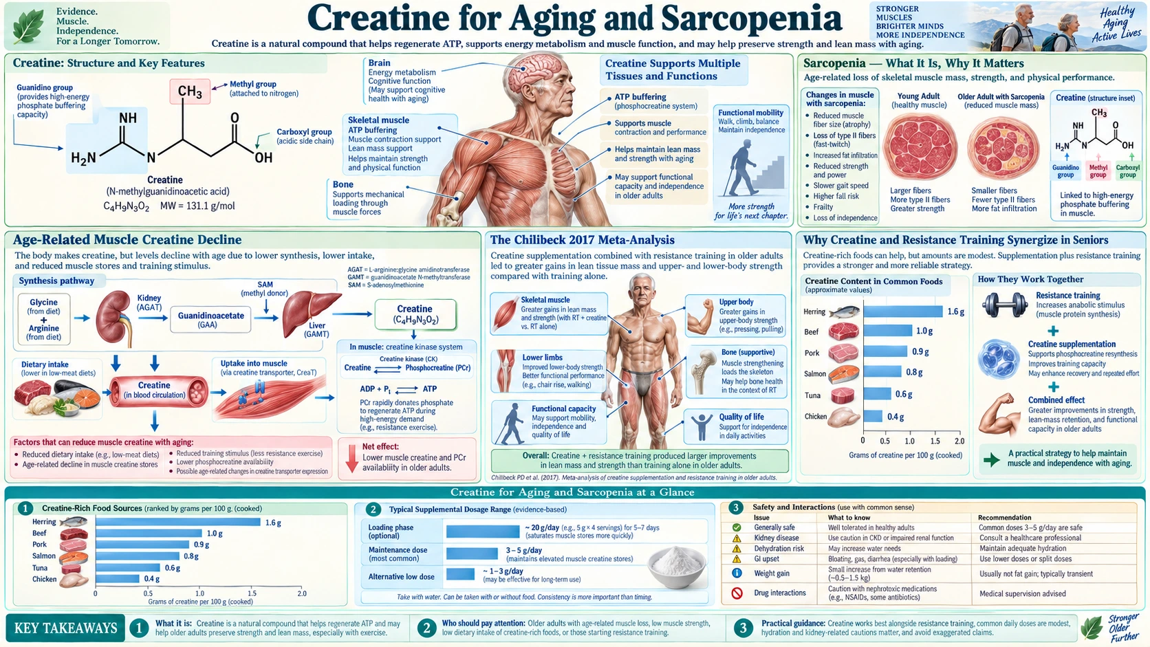 Aging and Sarcopenia — scientific infographic poster