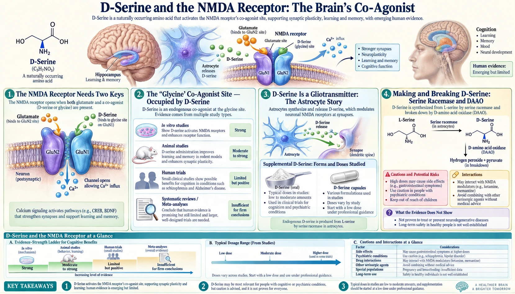 NMDA Receptor and Brain — scientific infographic poster