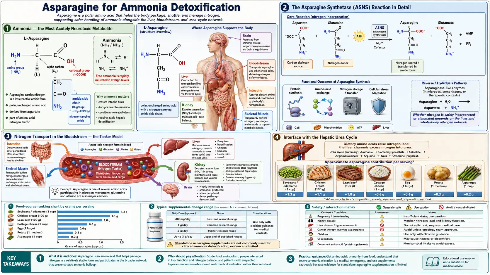 Ammonia Detoxification — scientific infographic poster