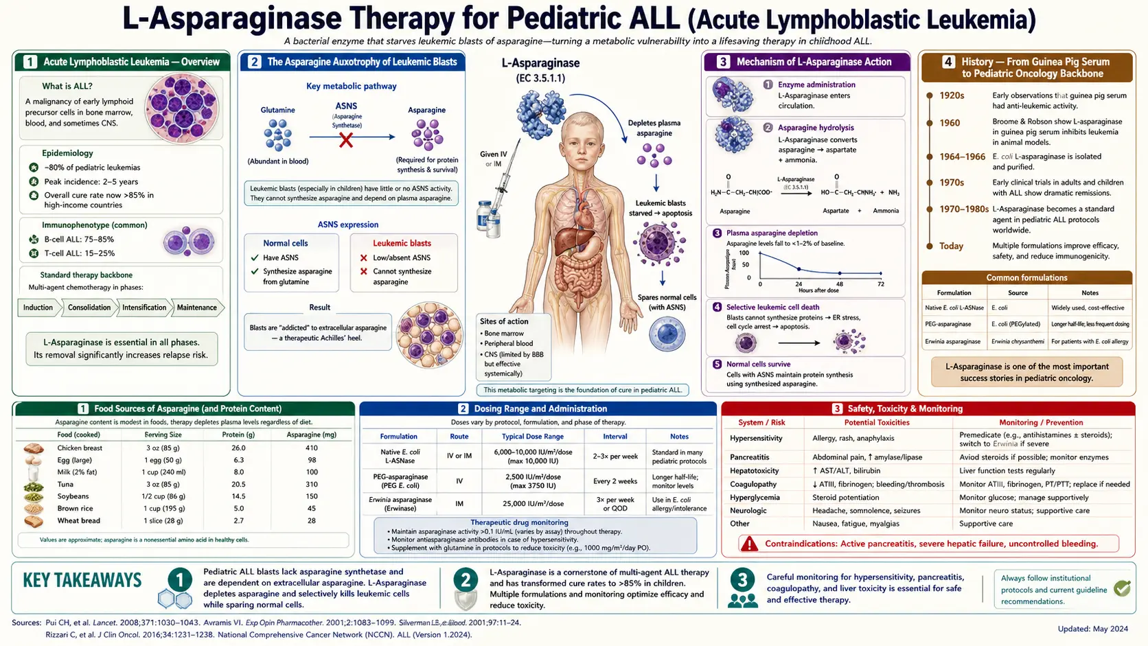 Asparaginase Therapy — scientific infographic poster