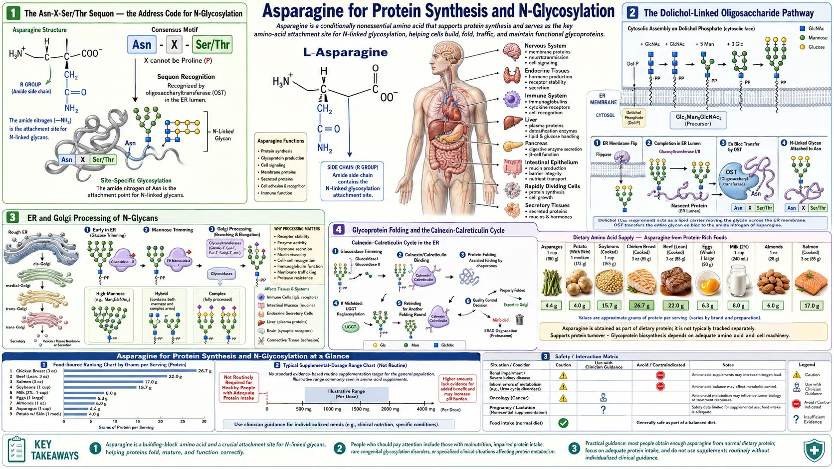 Protein Synthesis and Glycosylation — scientific infographic poster