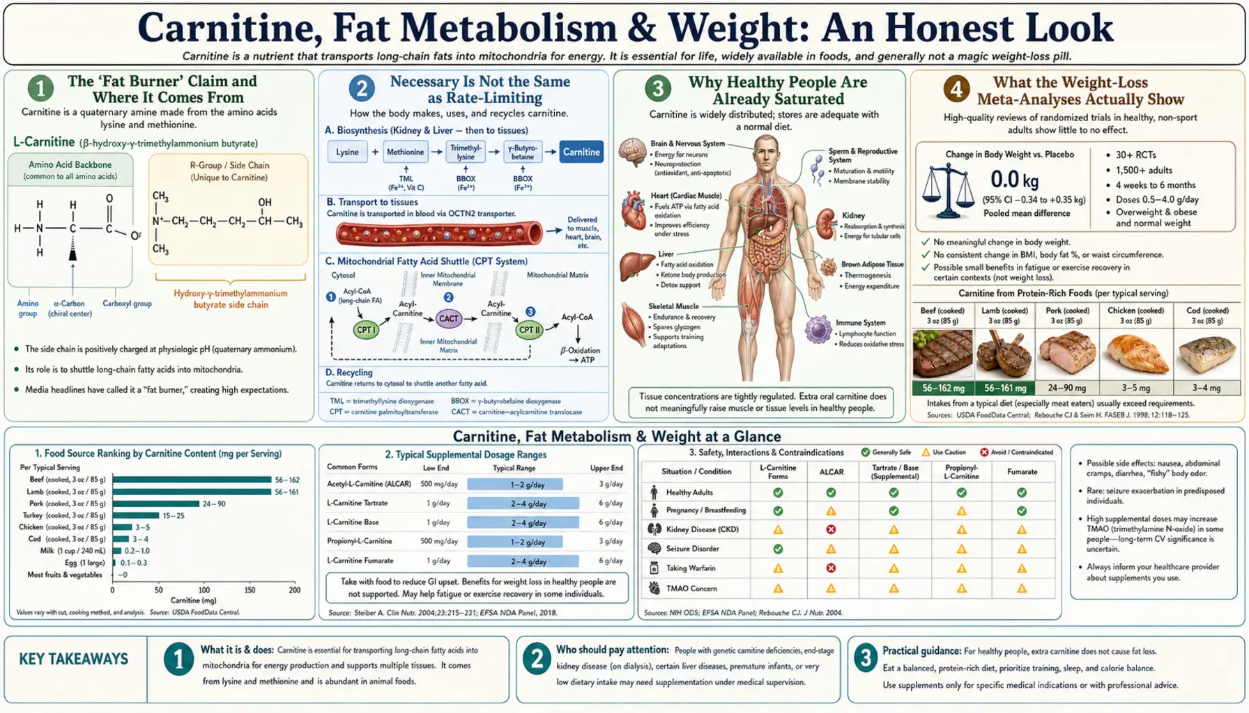Fat Metabolism and Weight — scientific infographic poster