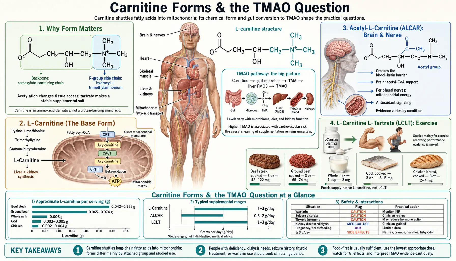 Forms and the TMAO Question — scientific infographic poster
