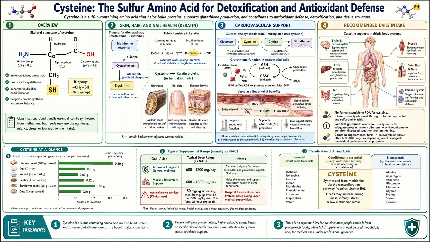 Cysteine — scientific infographic poster
