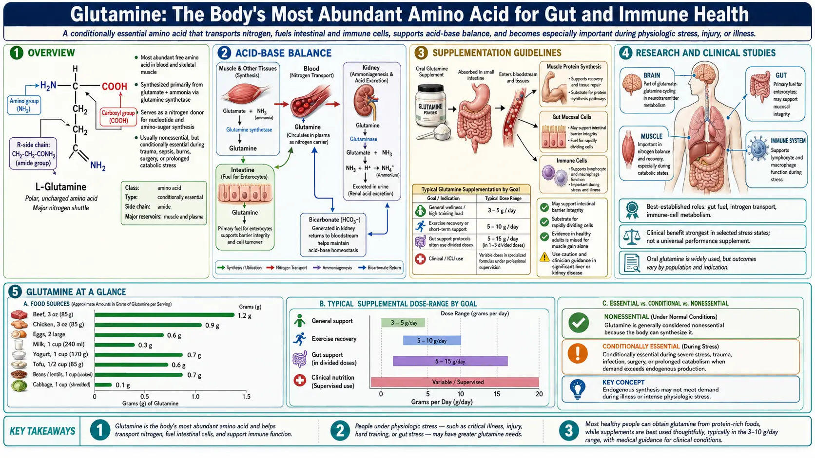 Glutamine — scientific infographic poster