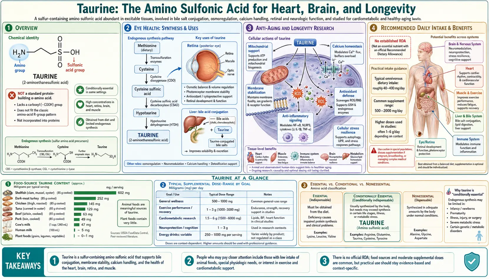 Taurine — scientific infographic poster