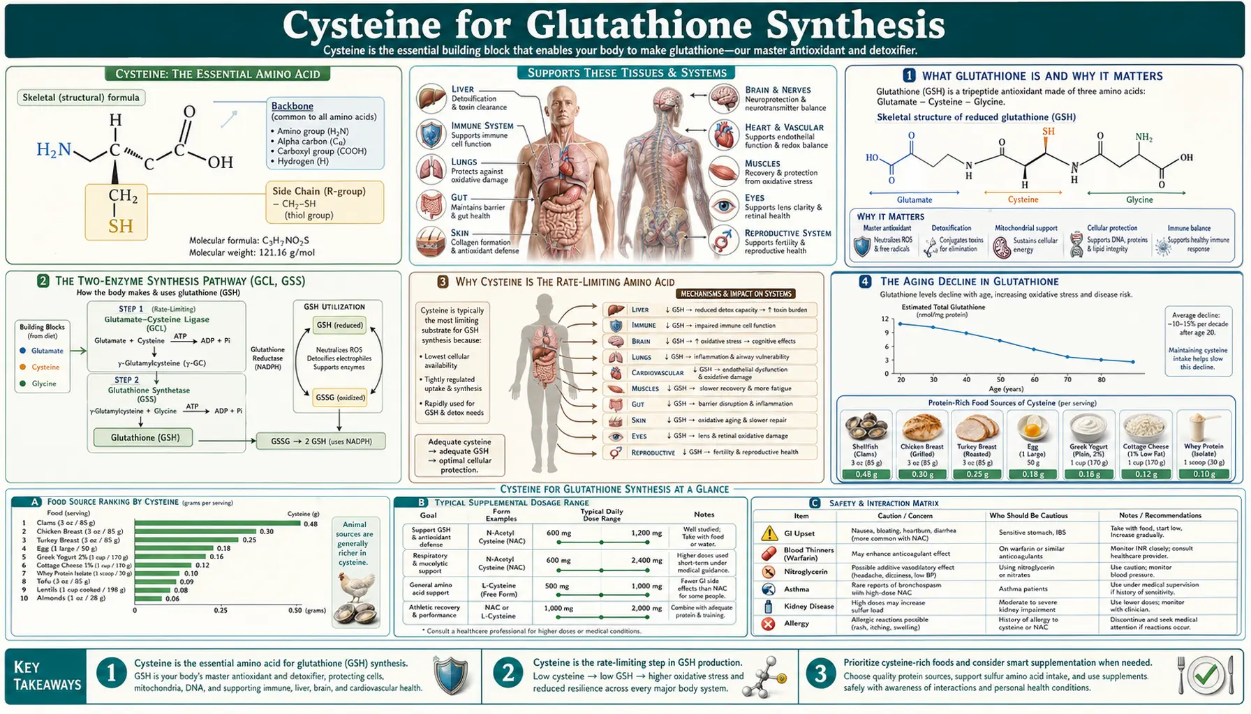 Glutathione Synthesis — scientific infographic poster