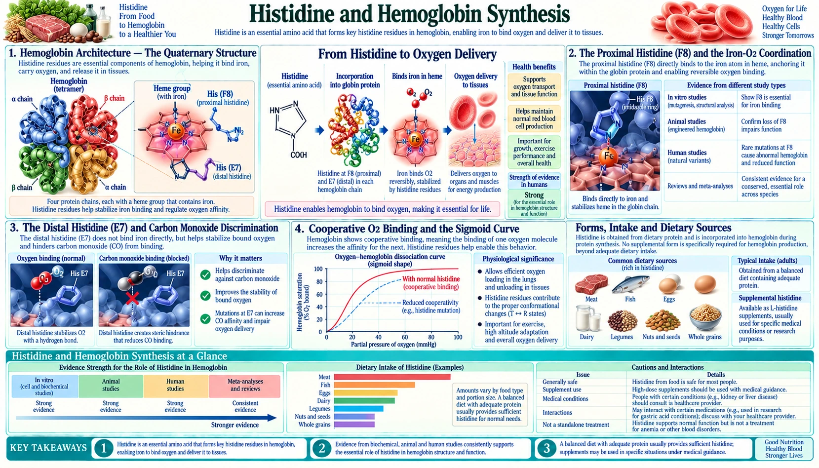 Hemoglobin Synthesis — scientific infographic poster