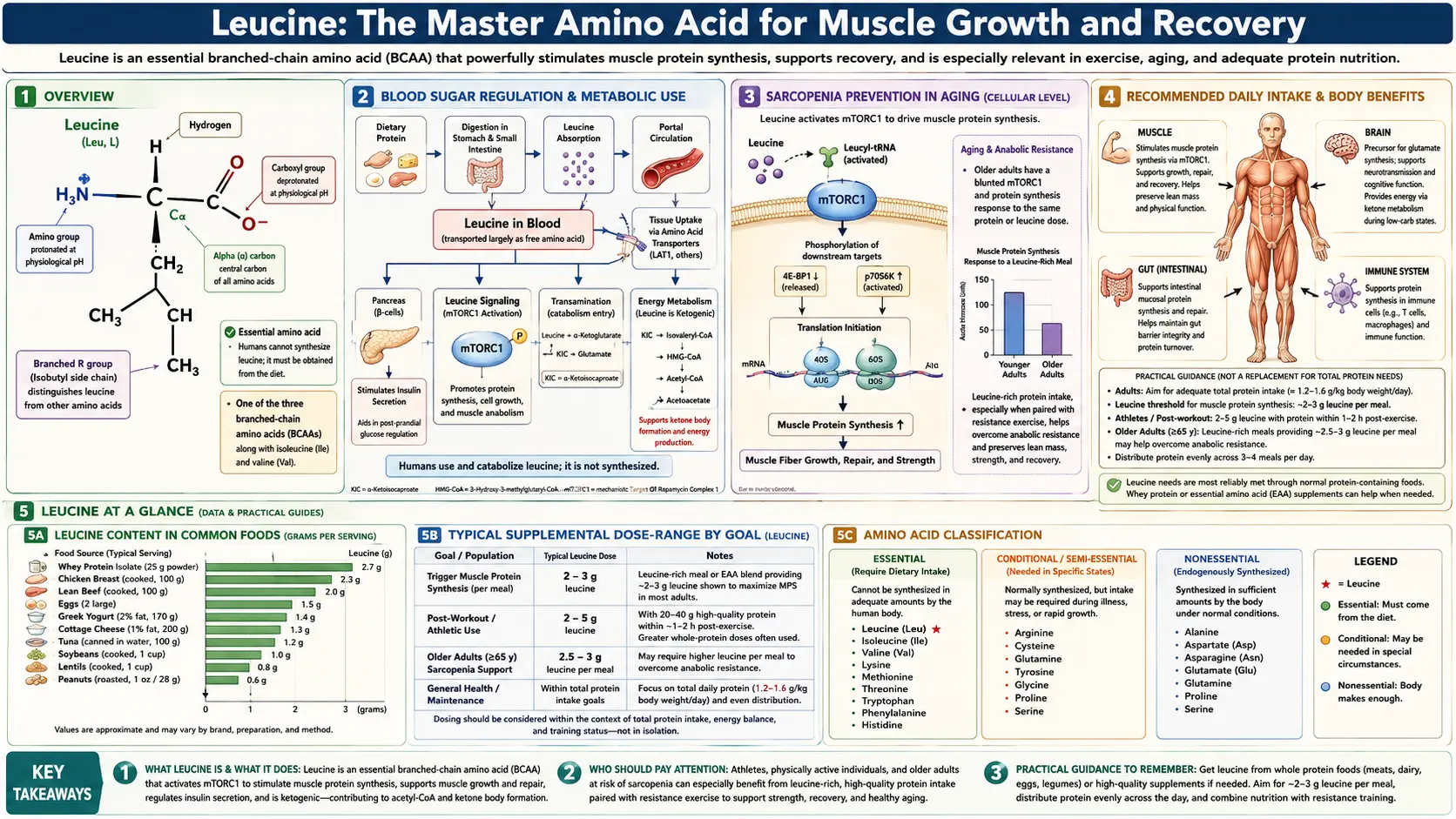 Leucine — scientific infographic poster