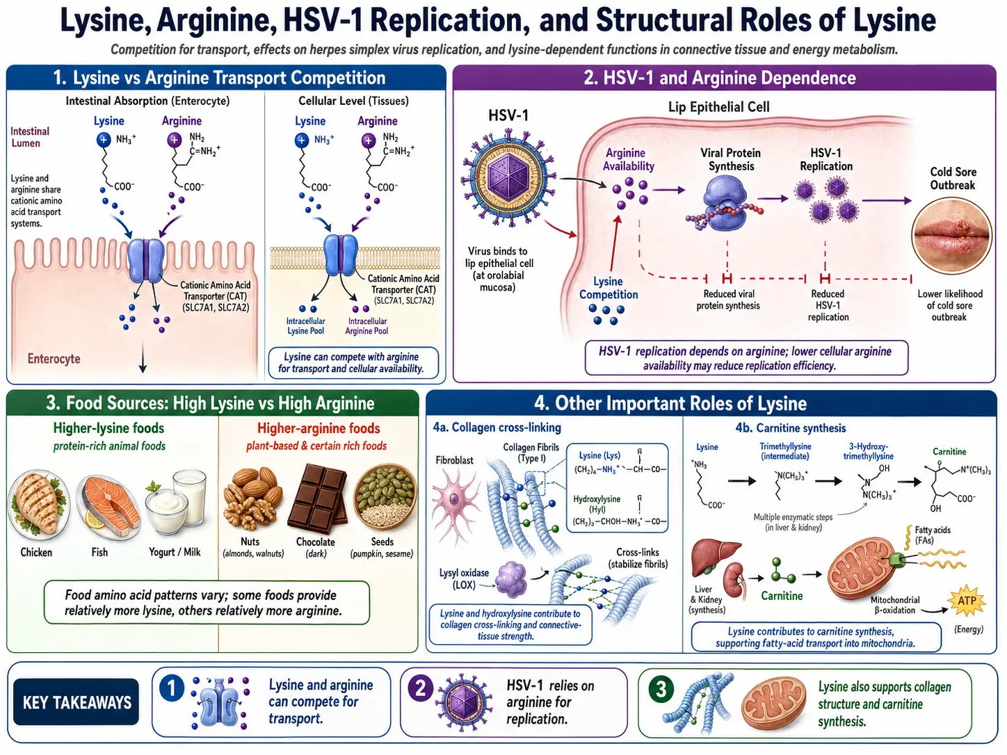 Lysine HSV arginine balance