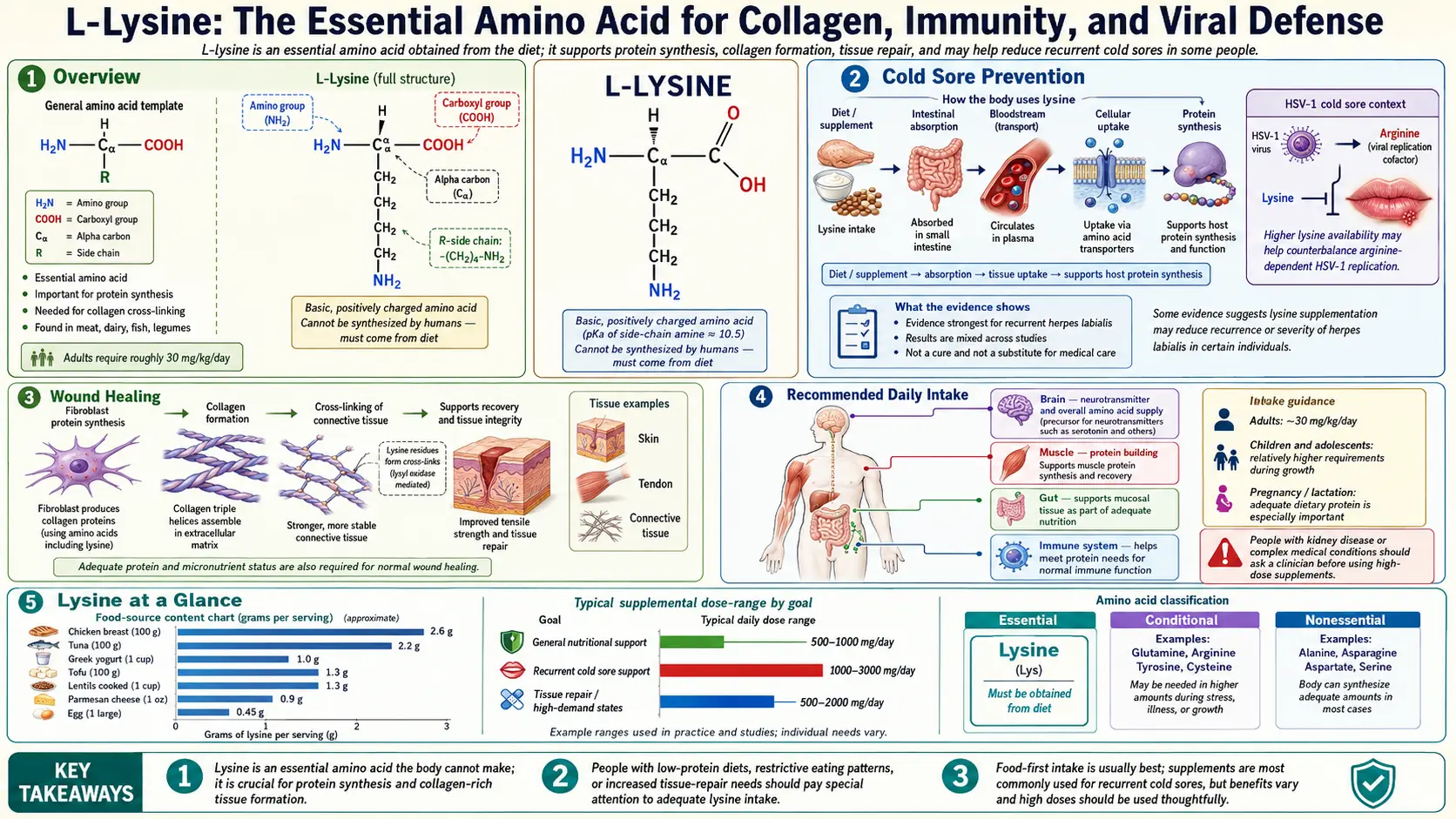 Lysine — scientific infographic poster