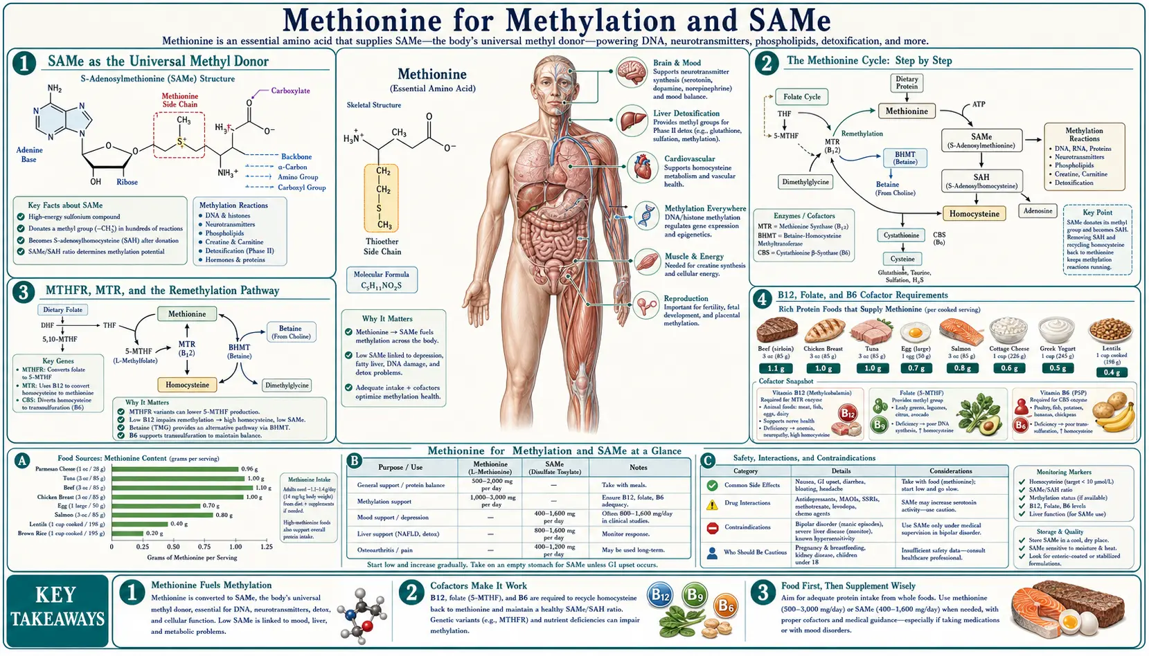 Methylation and S-adenosylmethionine — scientific infographic poster