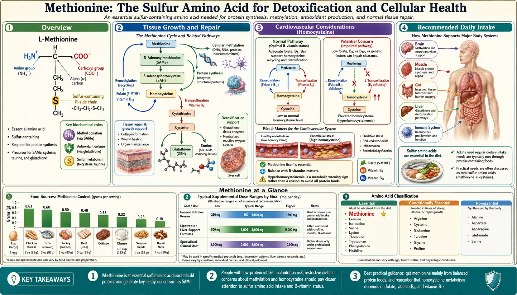 Methionine — scientific infographic poster