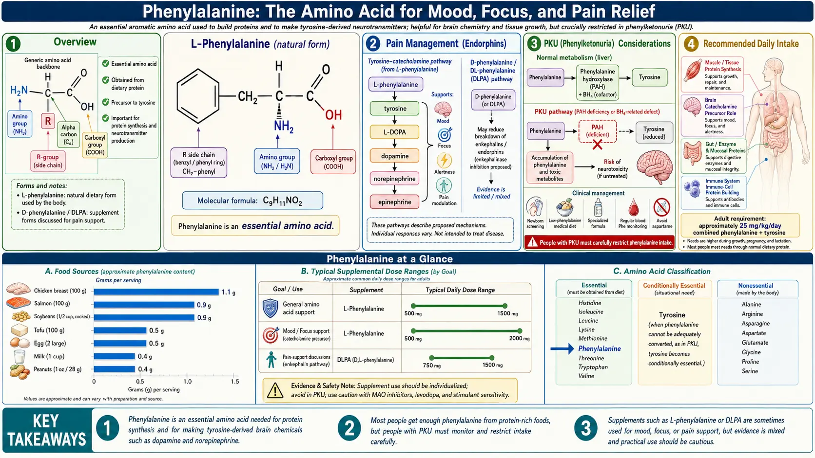 Phenylalanine — scientific infographic poster