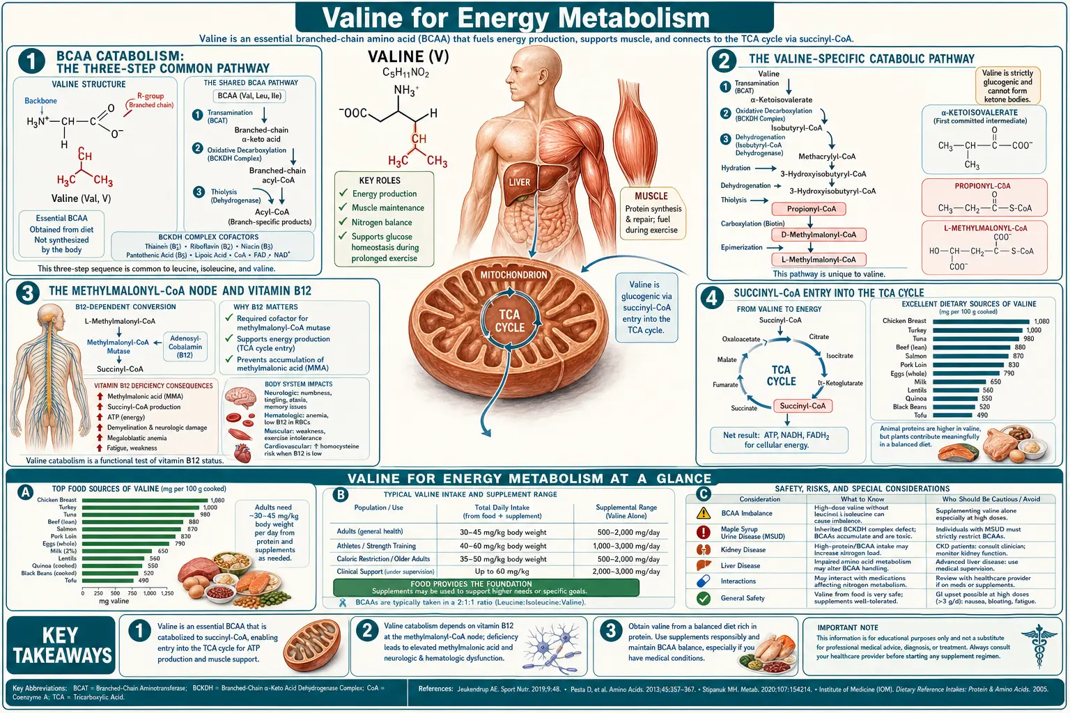 Energy Metabolism — scientific infographic poster