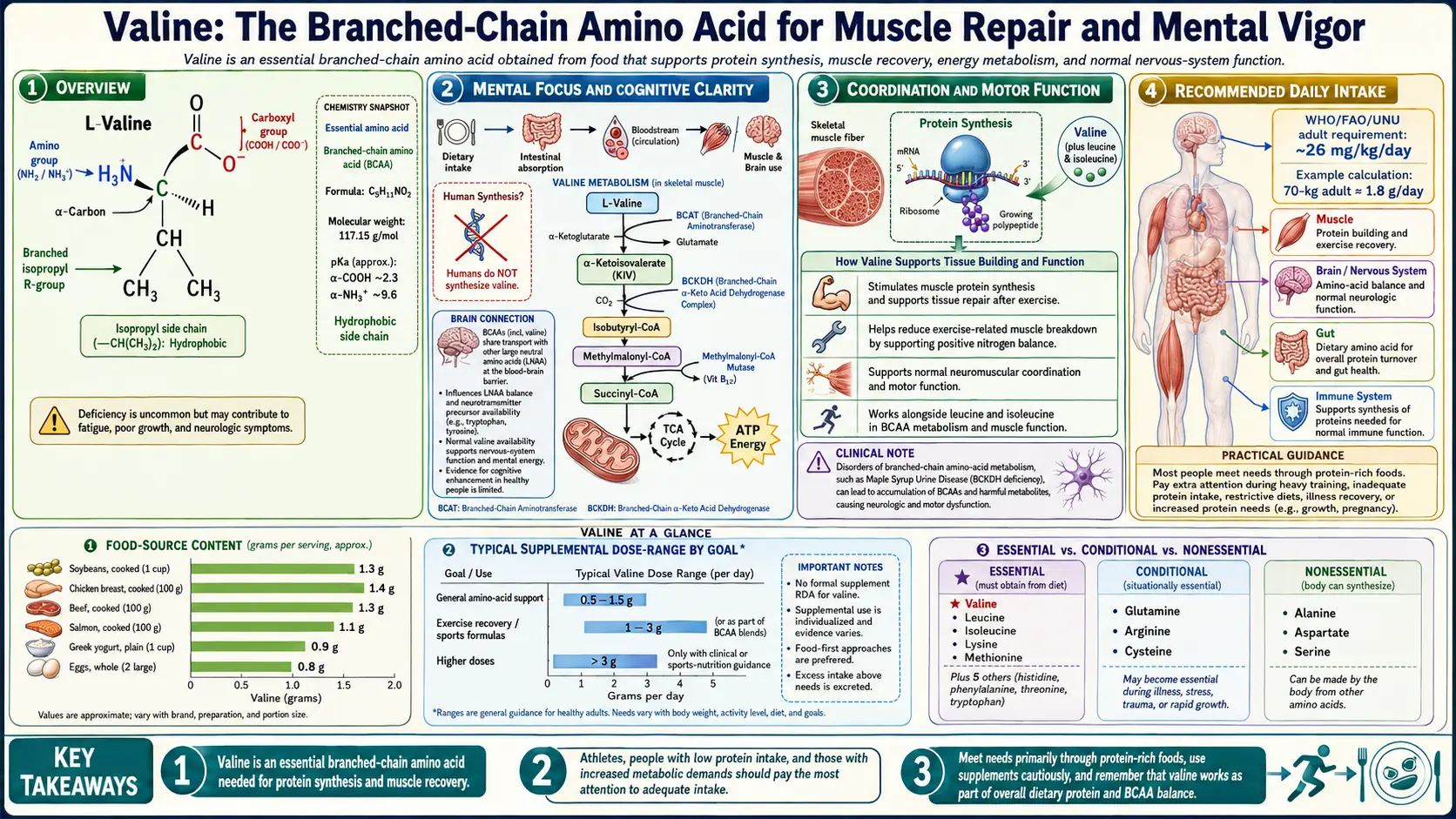 Valine — scientific infographic poster
