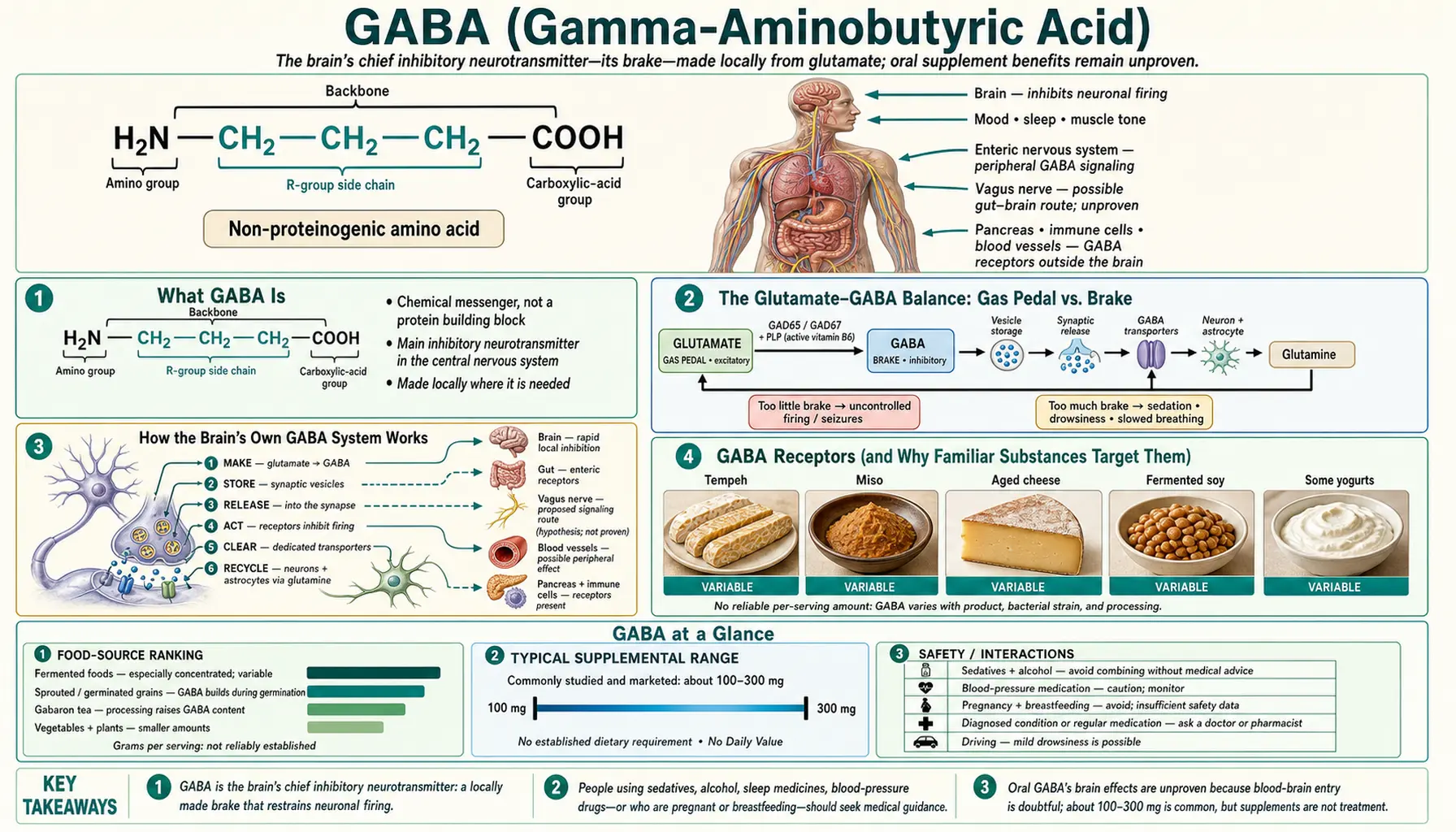 GABA — scientific infographic poster