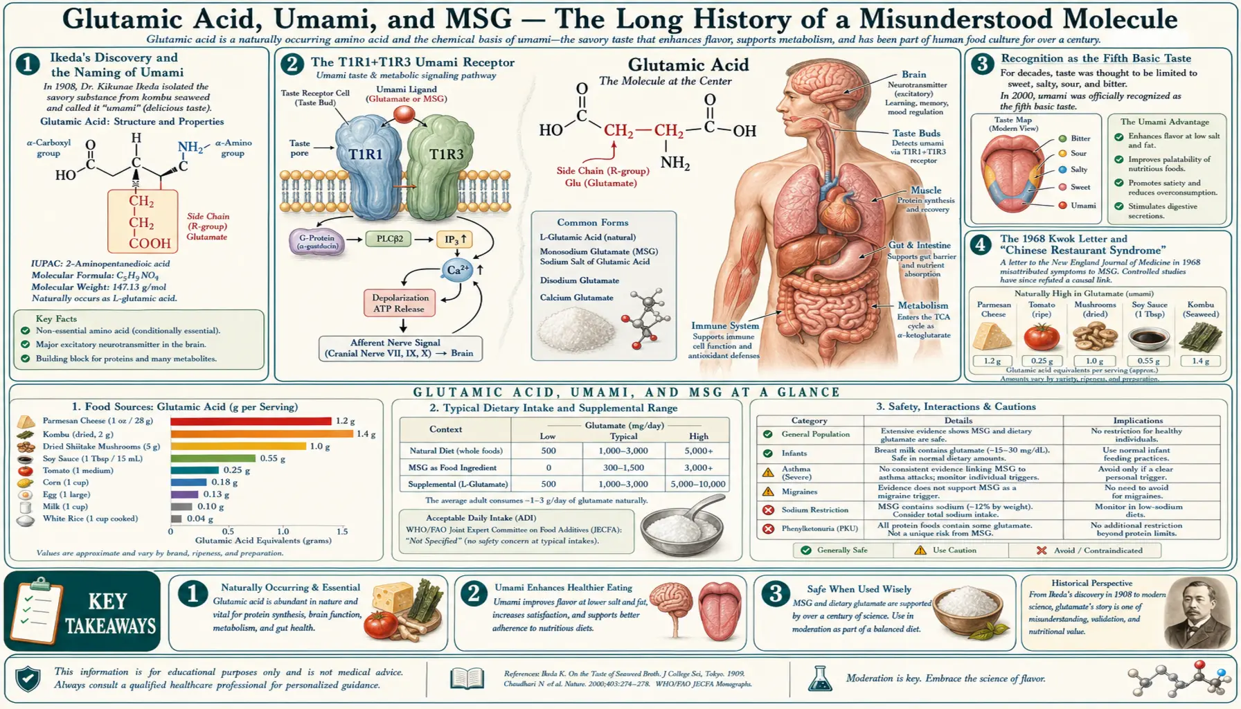 Glutamate and MSG — scientific infographic poster