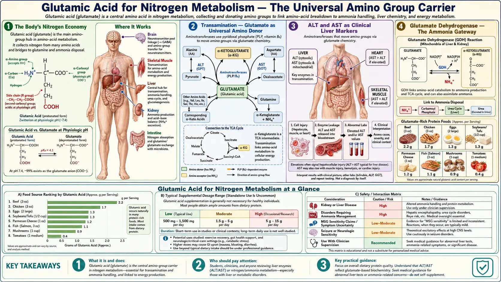 Nitrogen Metabolism — scientific infographic poster