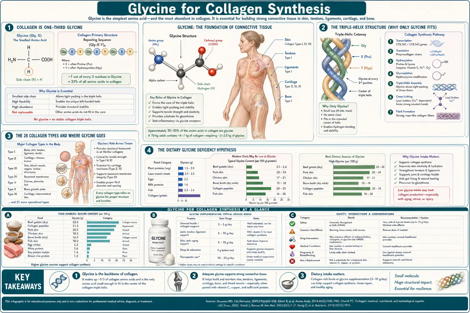 Collagen Synthesis — scientific infographic poster