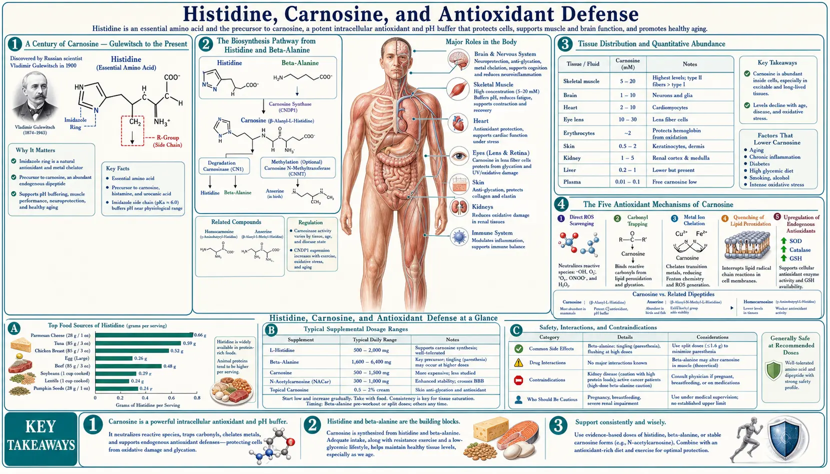 Antioxidant Defense — scientific infographic poster