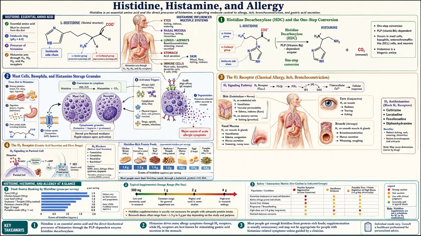 Histamine and Allergy — scientific infographic poster