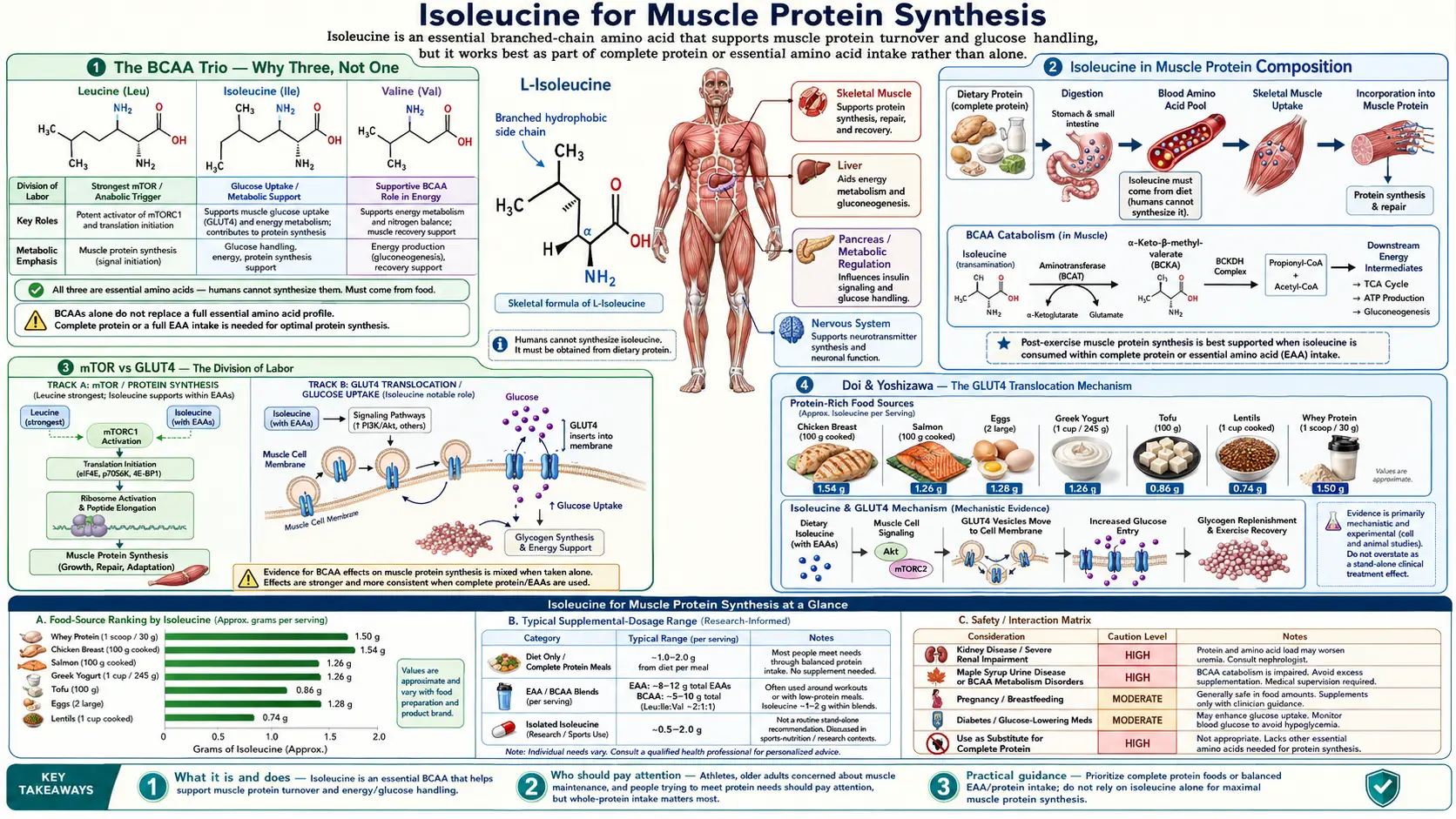 Muscle Protein Synthesis — scientific infographic poster