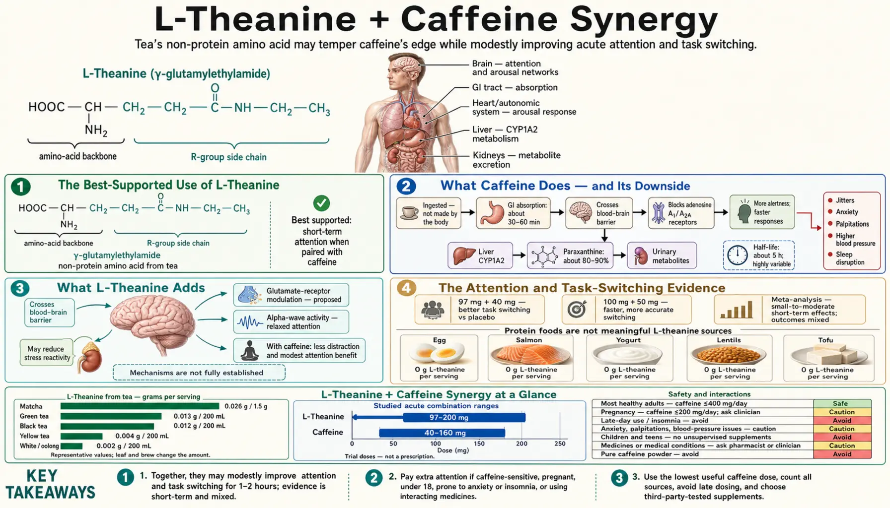 Caffeine Synergy — scientific infographic poster