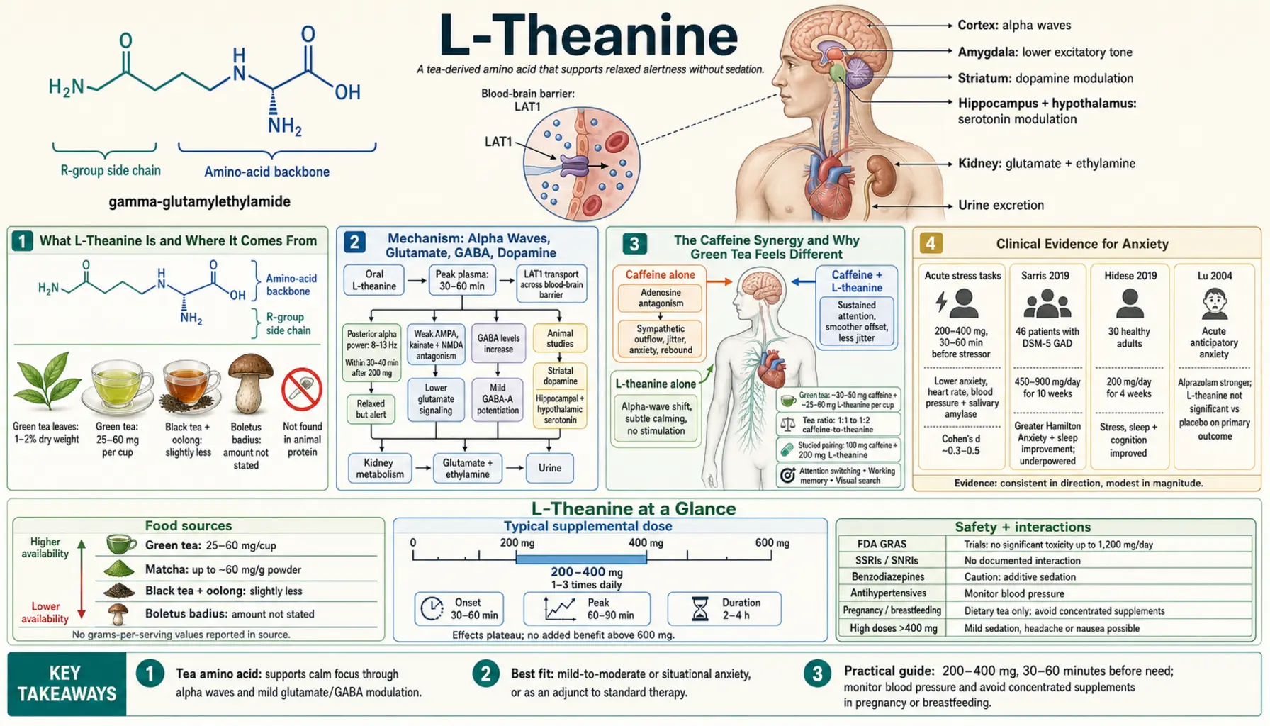 L Theanine — scientific infographic poster