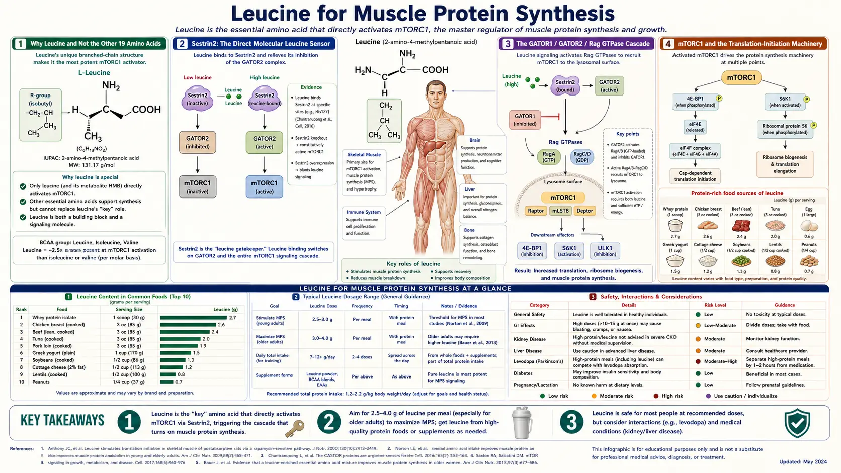 Muscle Protein Synthesis — scientific infographic poster