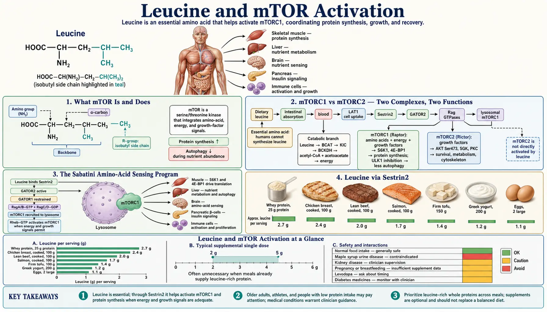 mTOR Activation — scientific infographic poster
