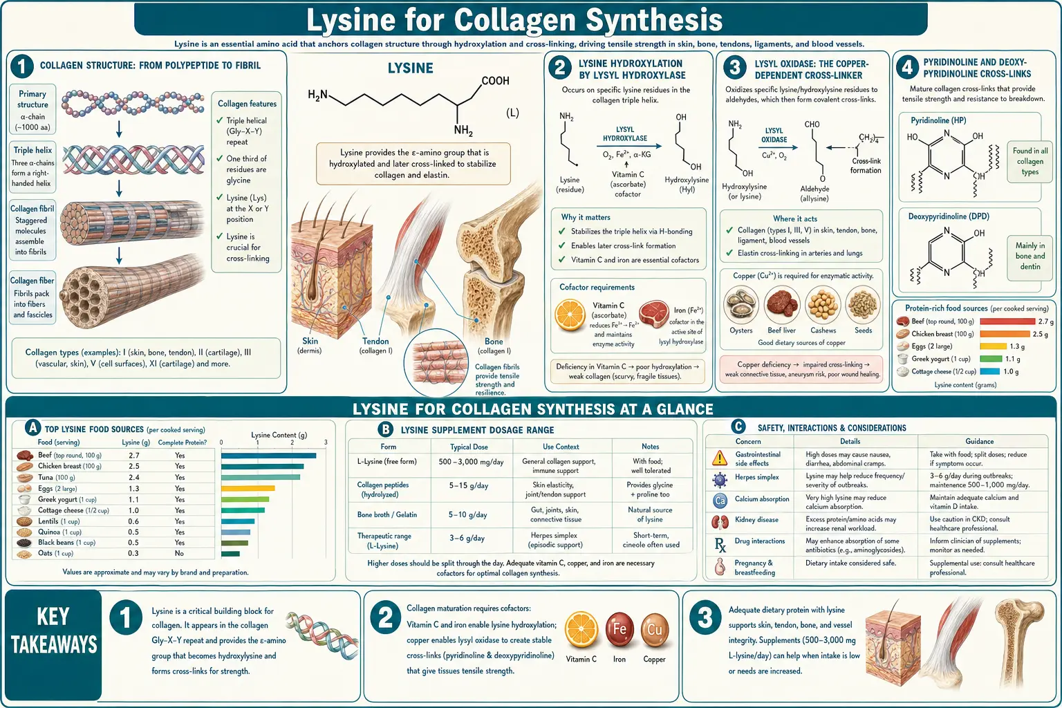Collagen Synthesis — scientific infographic poster