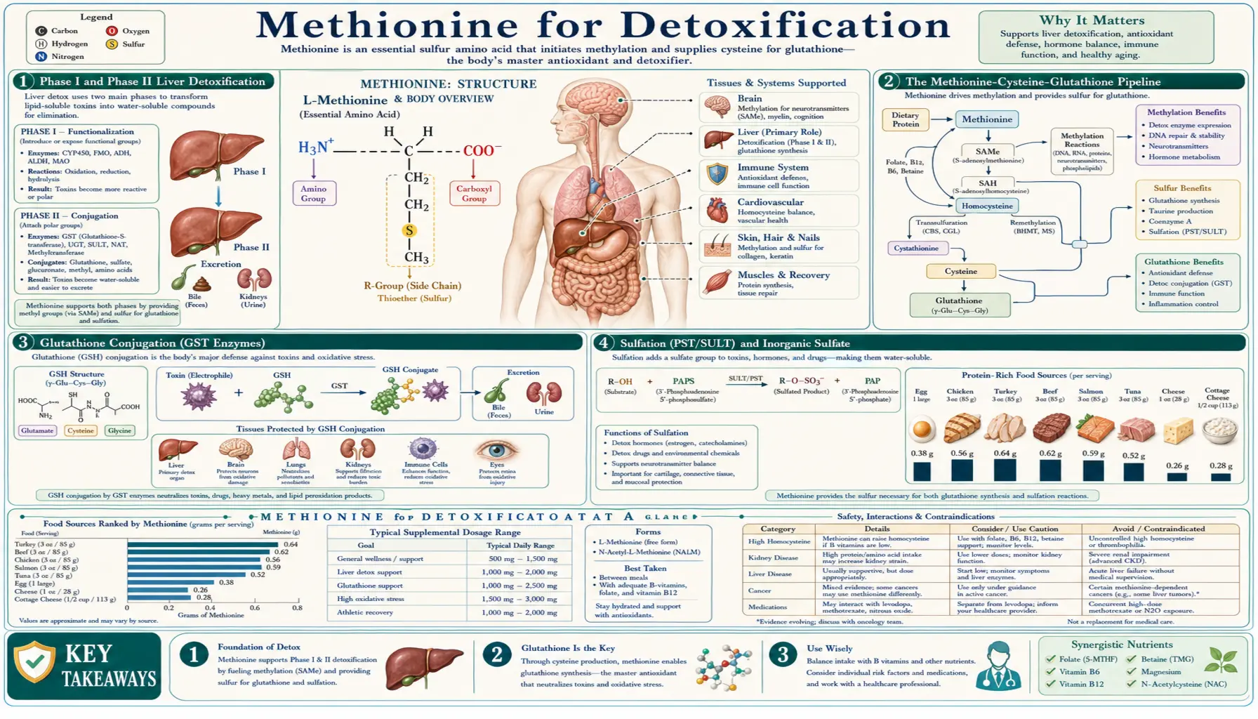 Detoxification — scientific infographic poster