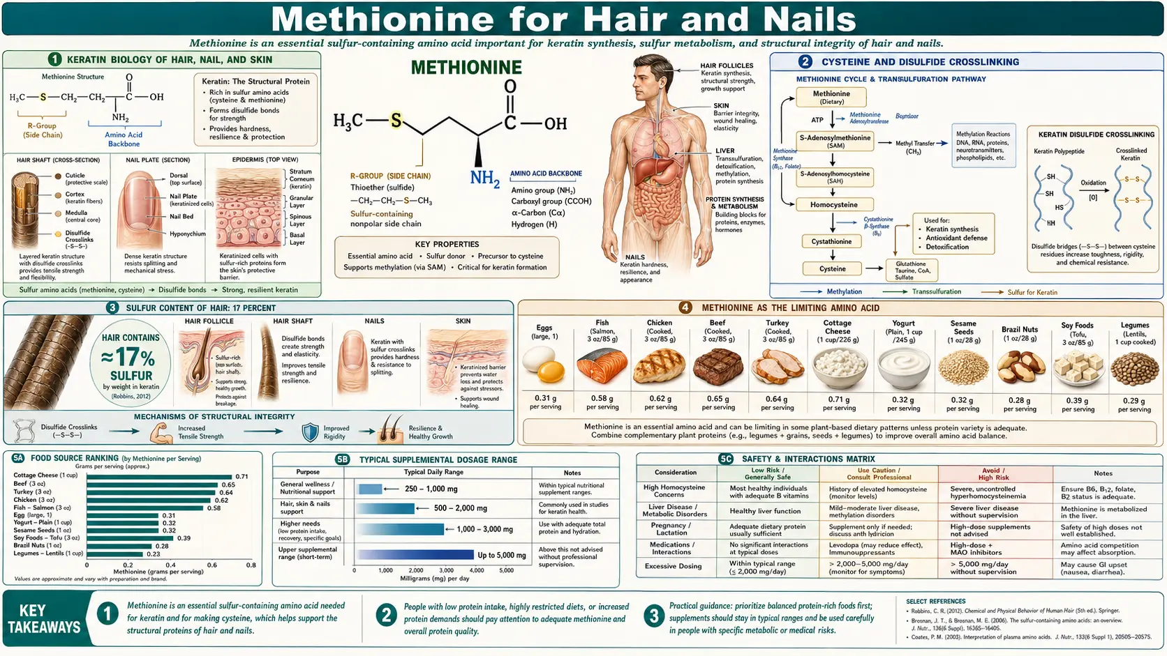 Hair and Nails — scientific infographic poster