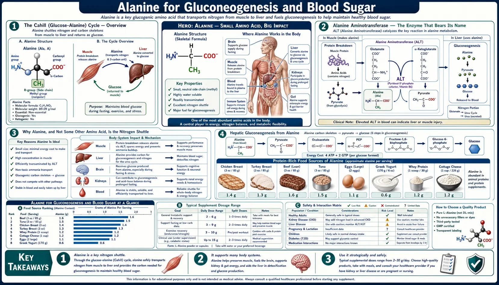 Gluconeogenesis and Blood Sugar — scientific infographic poster