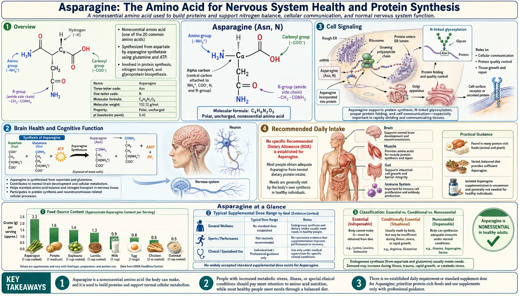Asparagine — scientific infographic poster