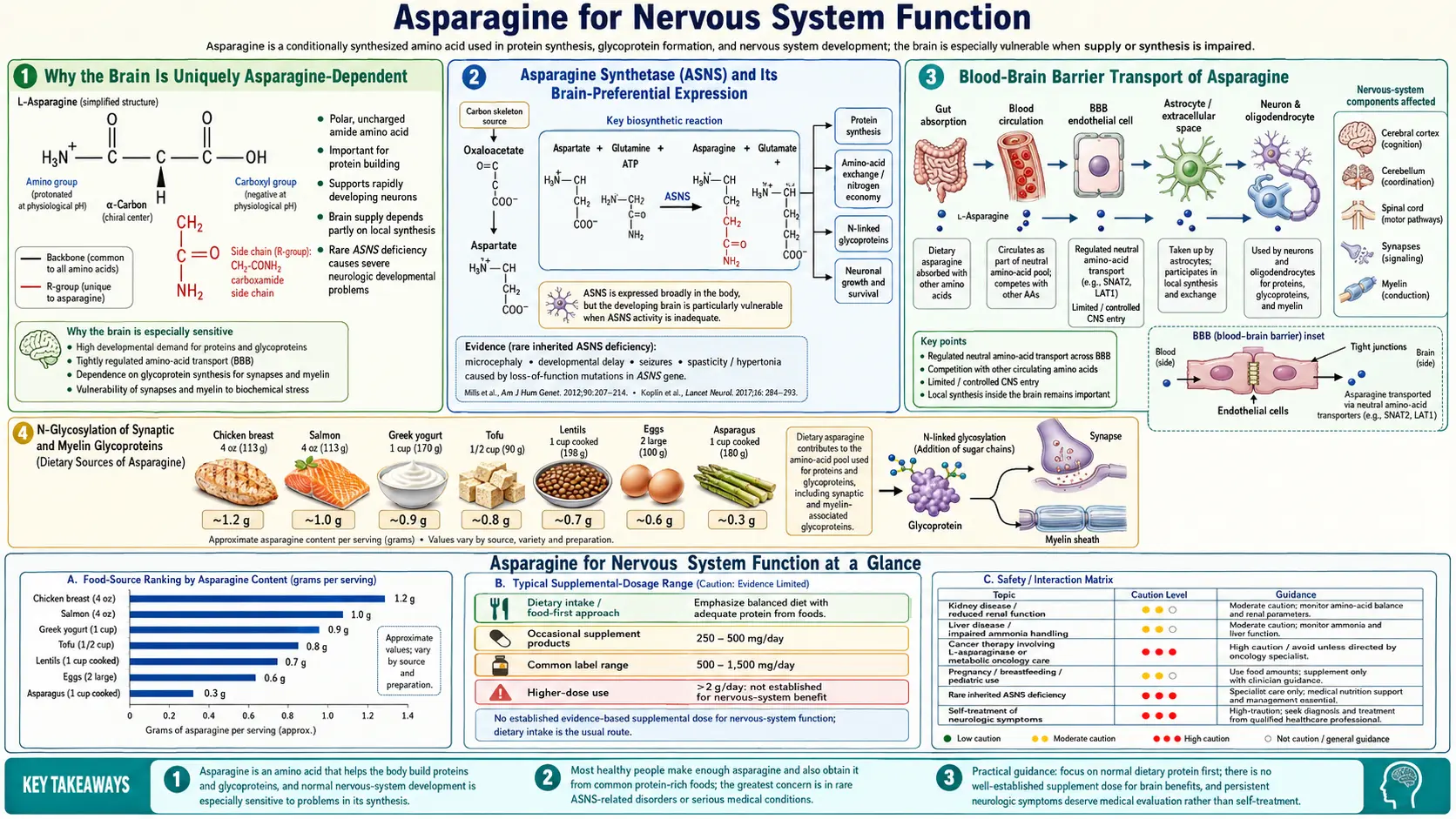 Nervous System Function — scientific infographic poster