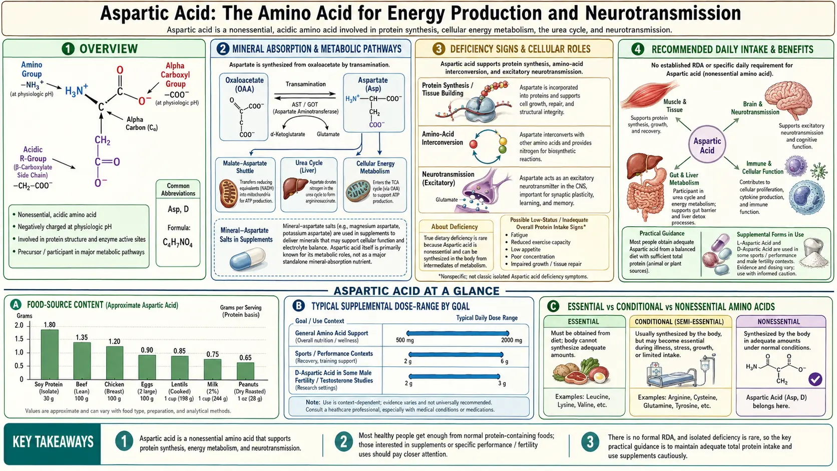 Aspartic Acid — scientific infographic poster