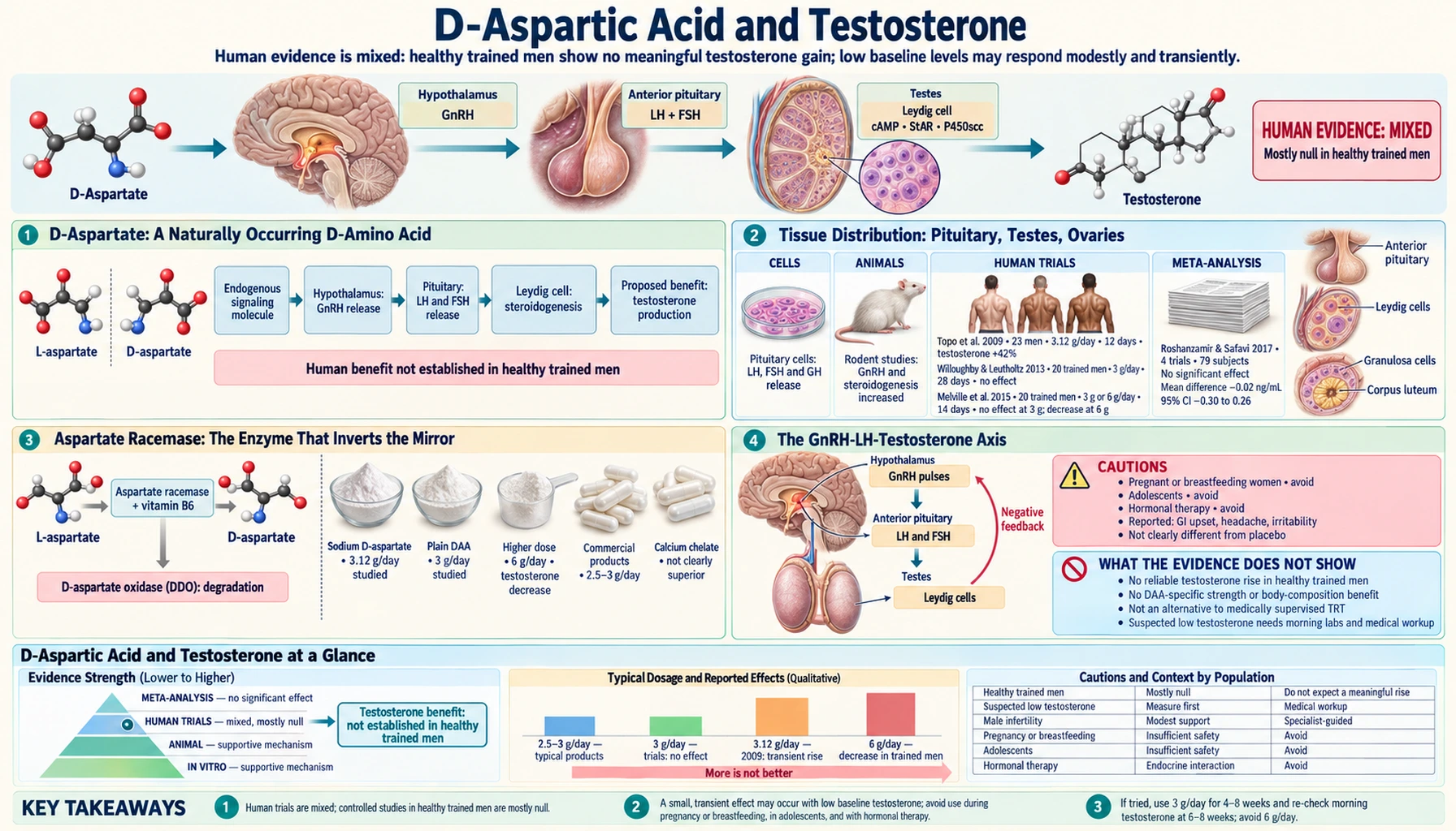 D Aspartate and Testosterone — scientific infographic poster
