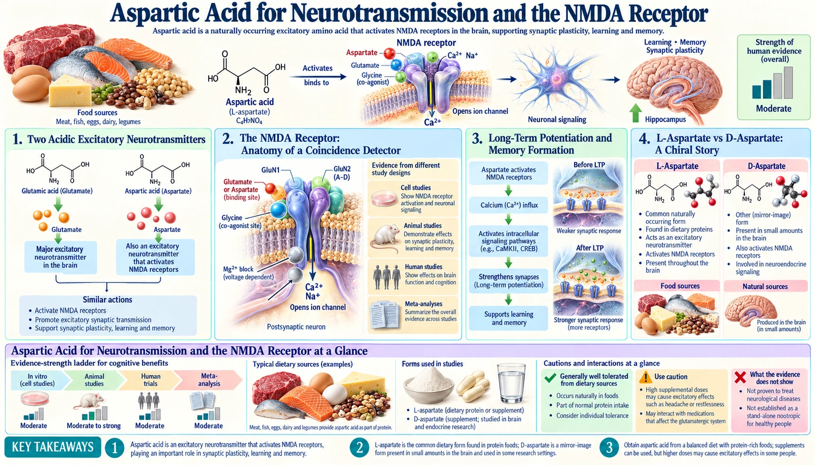 Neurotransmission and NMDA — scientific infographic poster
