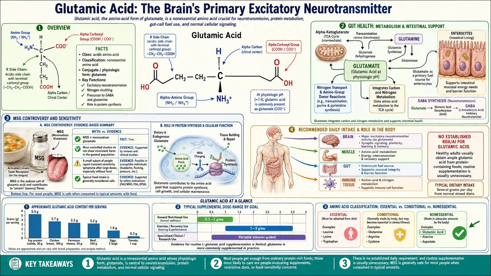 Glutamic Acid — scientific infographic poster