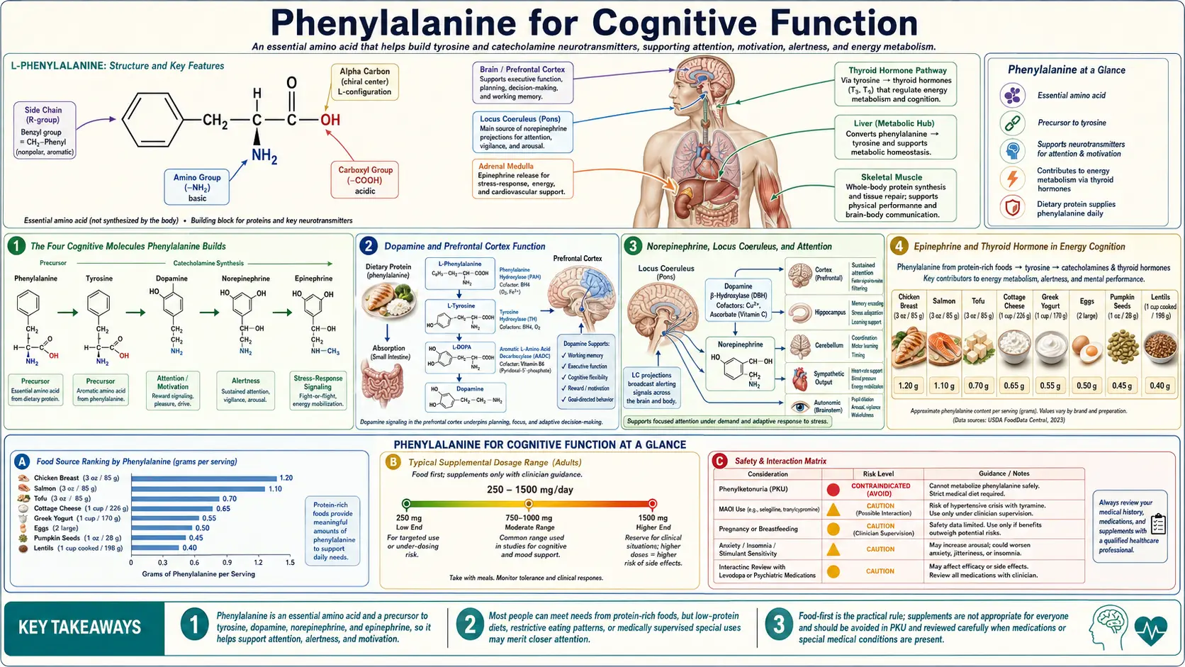 Cognitive Function — scientific infographic poster