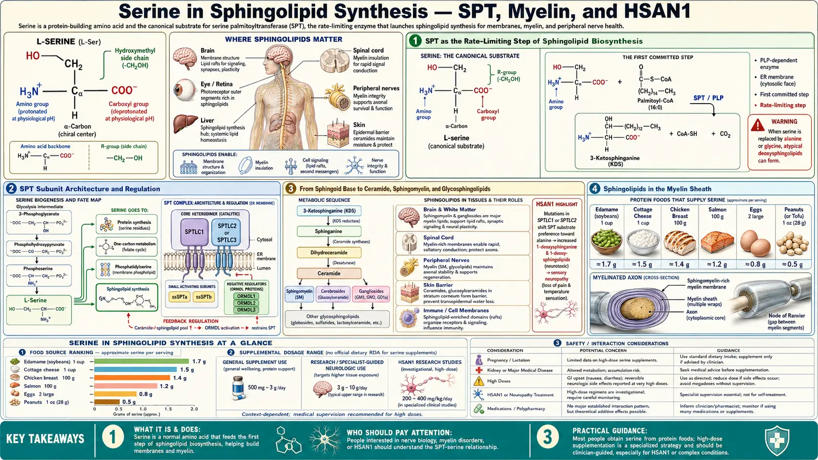 Sphingolipid Synthesis — scientific infographic poster
