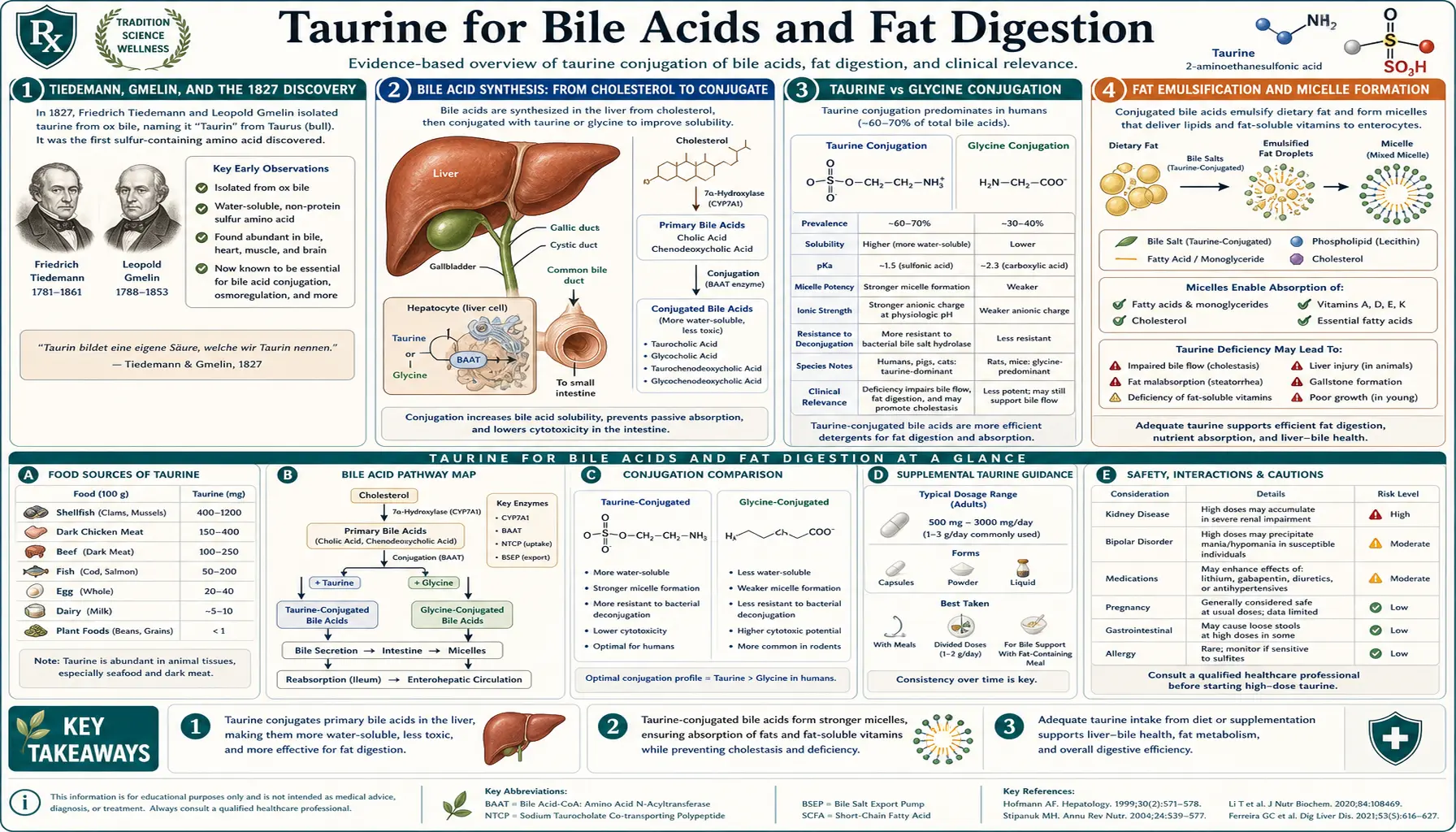 Bile Acids and Fat Digestion — scientific infographic poster