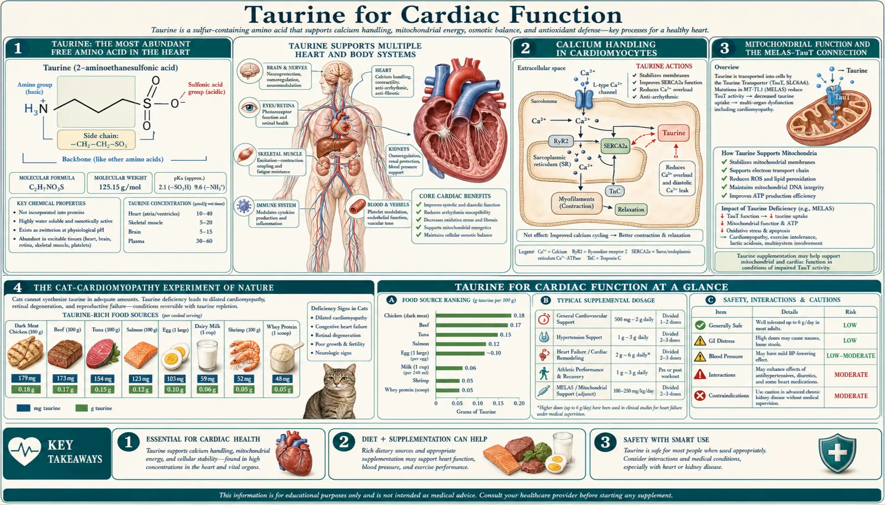 Cardiac Function — scientific infographic poster