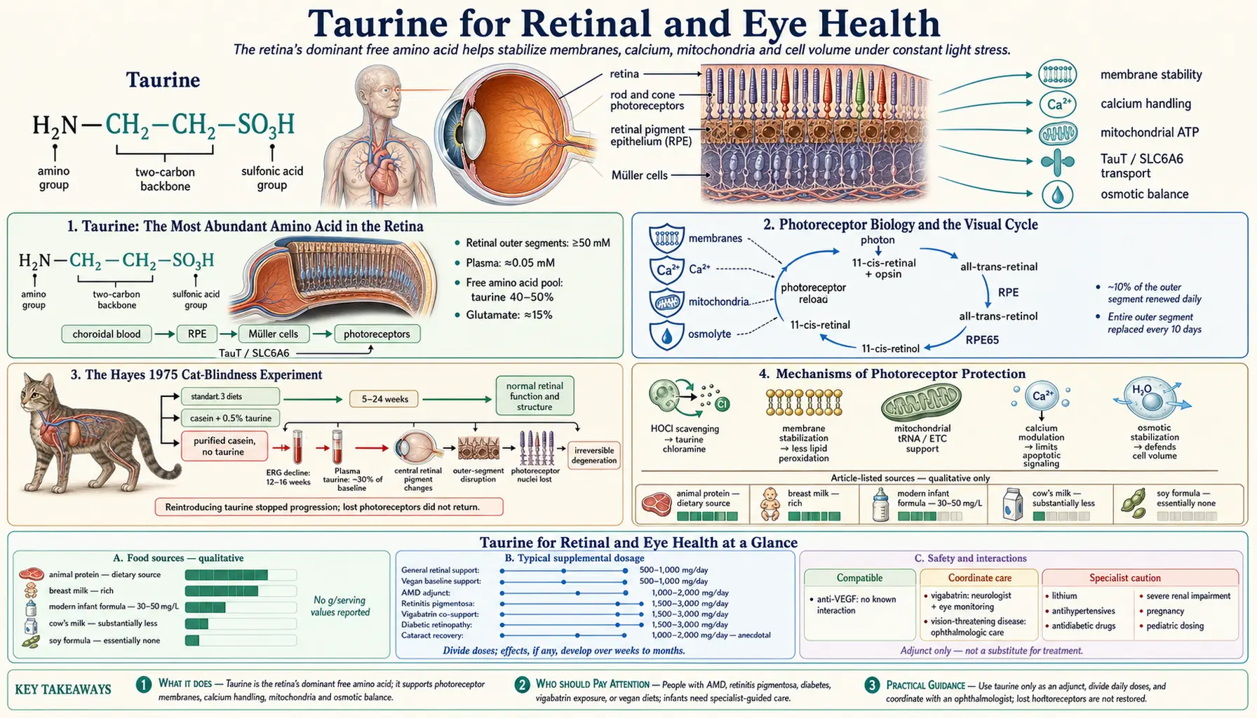Retinal and Eye Health — scientific infographic poster