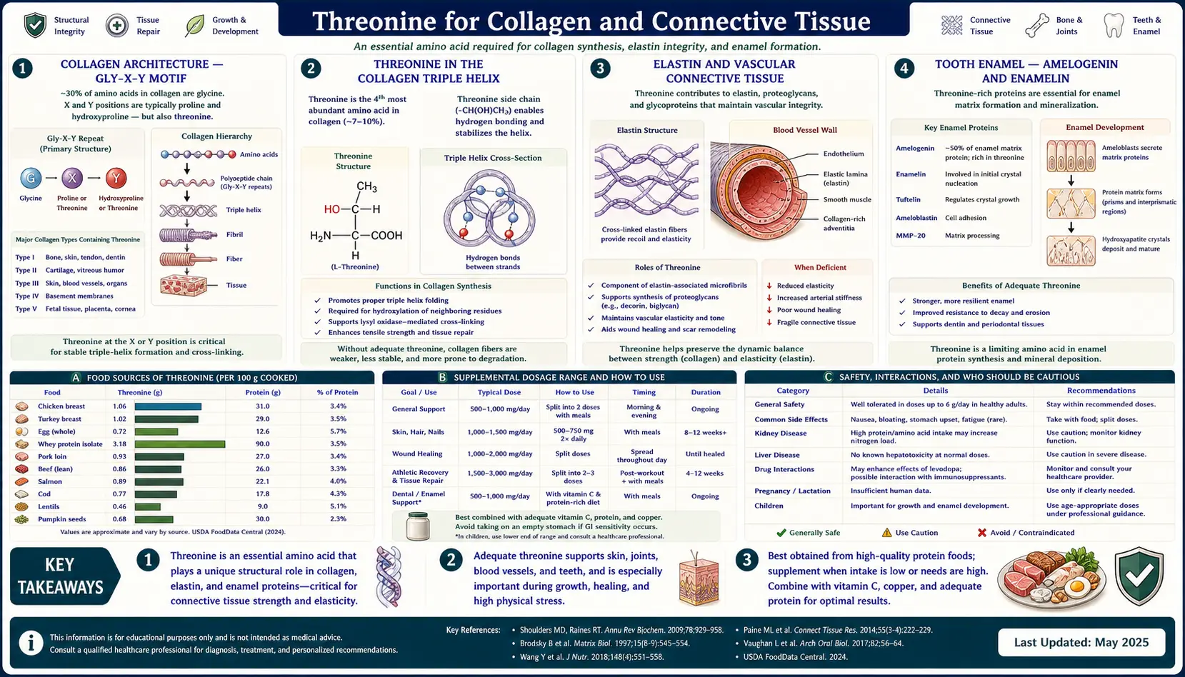 Collagen and Connective Tissue — scientific infographic poster