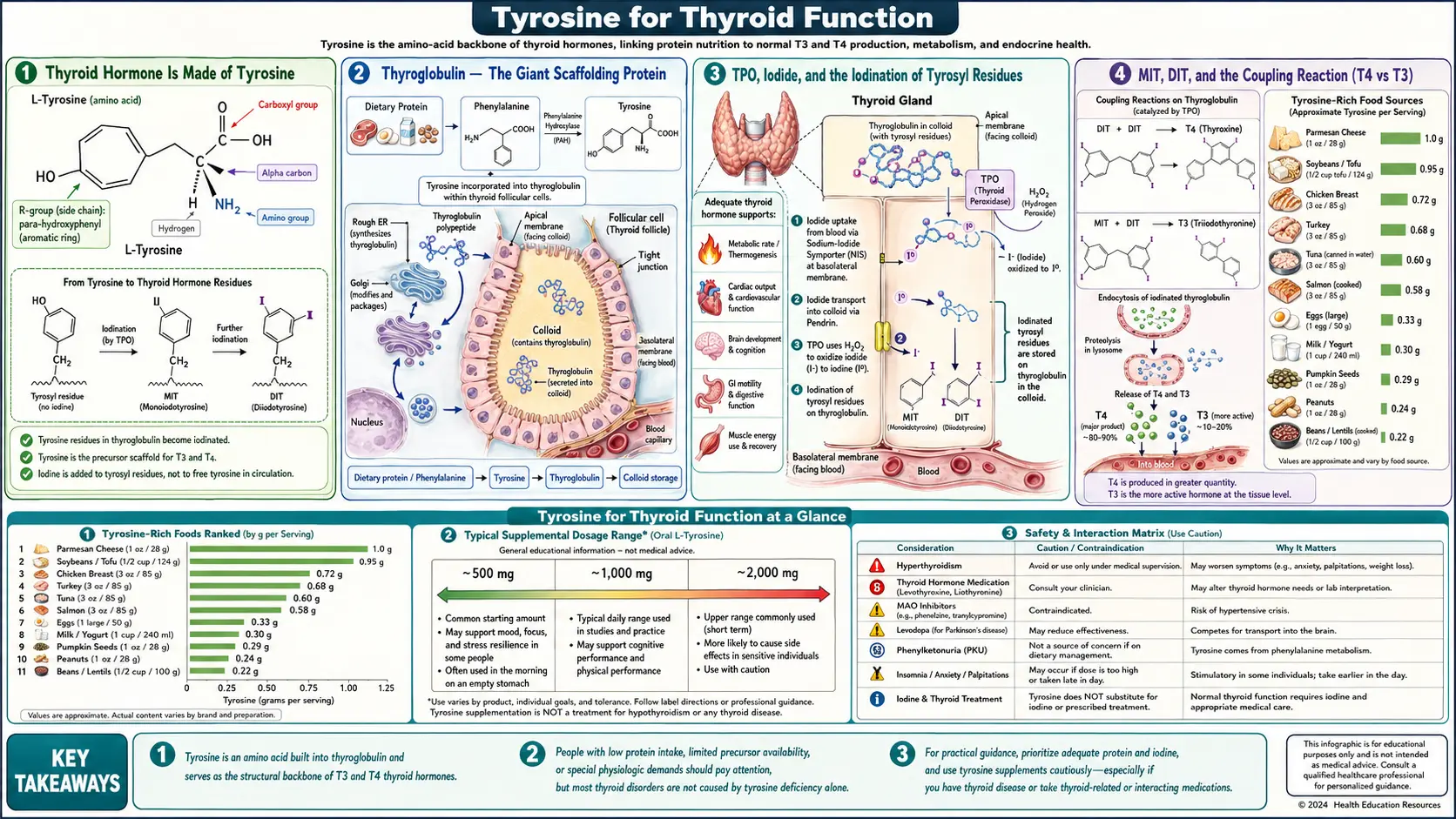 Thyroid Function — scientific infographic poster